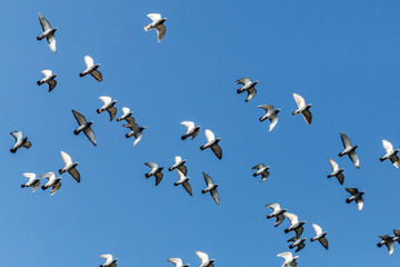 Group of domestic pigeons flying freely with a blue sky in the background, sunny day, freedom concept