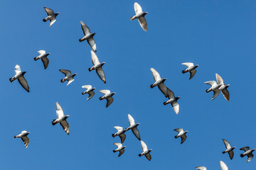 Group of domestic pigeons flying freely with a blue sky in the background, sunny day, freedom concept