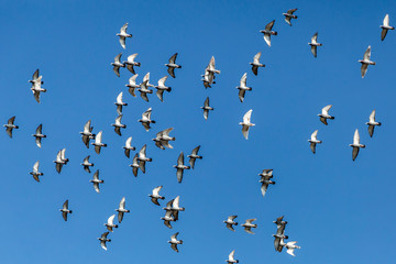 Pigeons flying with a blue sky background, sunny spring day, freedom concept