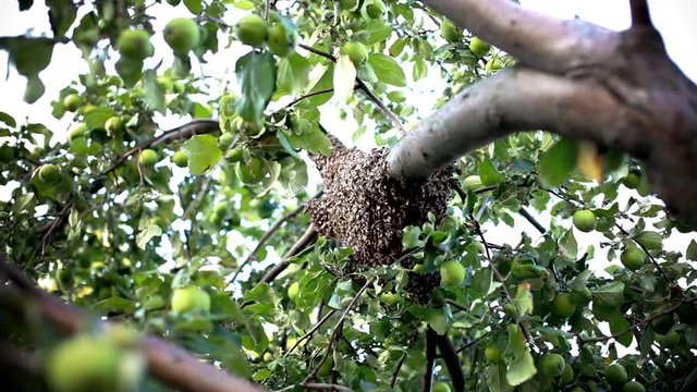 a swarm of bees in a tree