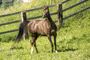 cavallo arabo sauro al pascolo
