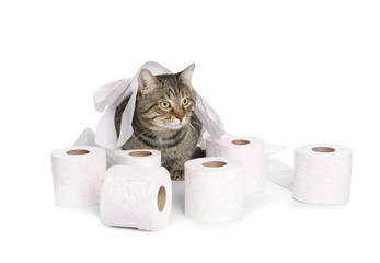 Cute cat playing with rolls of toilet paper on white background