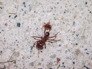 Big red ant on the pavement of a sidewalk carrying a dead insect in Mexico, gray and white granite texture background