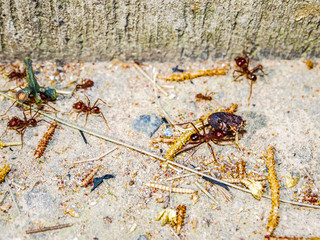 Group of red ants working together carrying dead insects and collecting pieces of plants along a sidewalk,gray and white granite texture background. Teamwork concept
