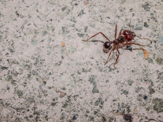 Big red ant walking on the pavement of a sidewalk, gray granite texture background, copy space or space for text