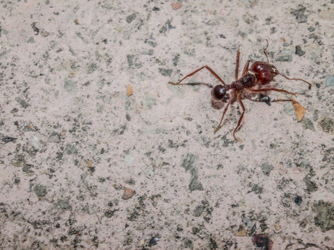 Close Up Of An Ant On The Pavement Of A Sidewalk