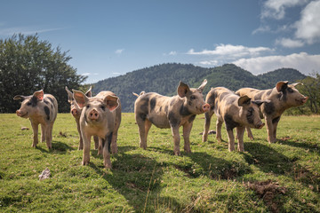 Group Beautiful Family Pigs Searching