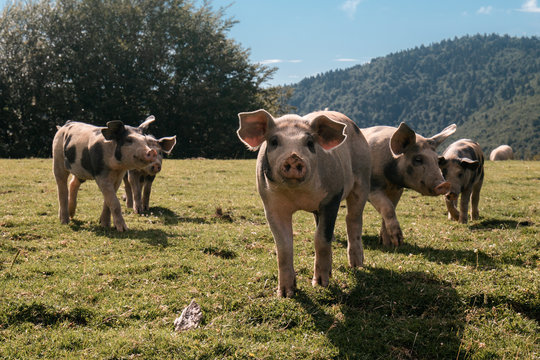 Group of beautiful family of pigs searching and asking for food looking at camera
