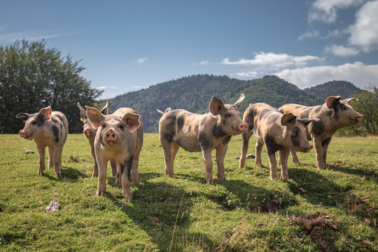 Group of beautiful family of pigs searching and asking for food looking at camera