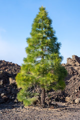 pine tree in mountains