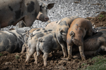 Group of young pigs searching and asking for food, back view