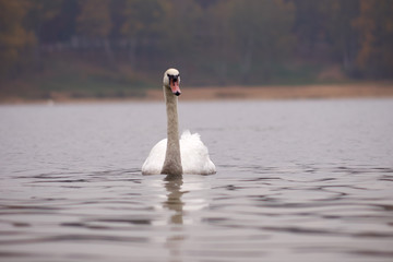 Łabędź © Fotoinspiracja