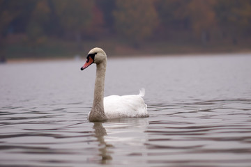 Jezioro łabędzie  © Fotoinspiracja