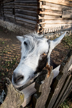 A very nice and funny goat who looks through the fence