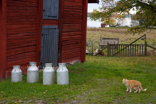 Cat, cow, sheep and milk can on a farm with a barn at Adels&ouml;, Stockholm