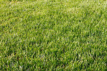 Park with grass as texture/background