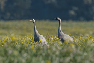 kraniche