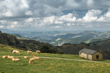 beautiful countryside with cows and farmhouse in Iraty mountains, Basque country, France