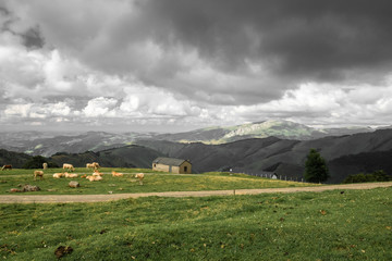 beautiful countryside with cows and farmhouse in Iraty mountains, Basque country, France