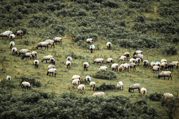 Fototapeta premium herd of sheeps, livestock living in freedom, in Iraty mountains, pays basque, france