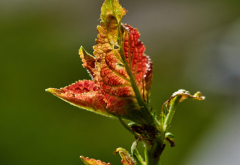 Red flower on blurred background/A blossoming red flower on a blurred background. Nature, flowers, Russia, Moscow region, Shatura