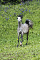 Obraz na płótnie Canvas cavallo purosangue arabo grigio