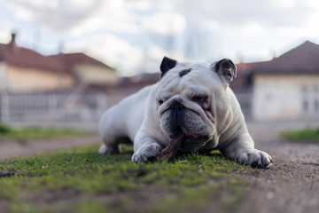 bulldog lying on green grass