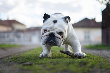 english bulldog