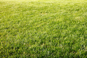 Park with grass as texture/background