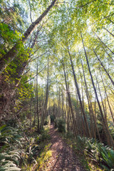 Fototapeta premium The beautiful landscapes of Bowen Island in the Pacific North West off the coast of Vancouver, with seascapes, autumn, fall, and forest views.