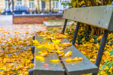 żółte i pomarańczowe liście spadają z drzew w parku w porze jesieni - obrazy, fototapety, plakaty
