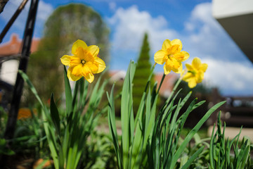 Fototapeta premium yellow daffodils in the garden