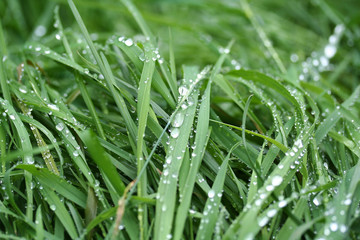 Fresh green grass in raindrops