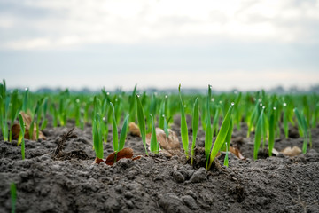 Getreideanbau - frisch gekeimtes Getreideauf dem Acker, Nahaufnahme
