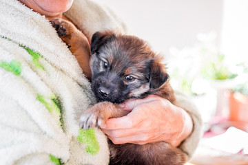 A woman holds on the hands of a sick dog_