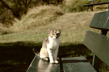 Junge Katze auf Bank
