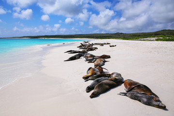 Group of Galapagos sea lions resting on sandy beach in Gardner Bay, Espanola Island, Galapagos National park, Ecuador