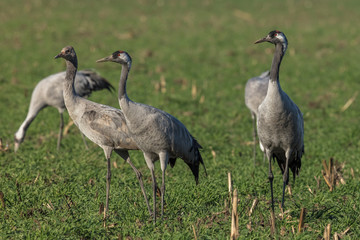 Obraz premium kraniche