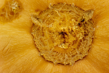 Sqaush bottom closeup