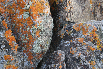 lichen on nearby rocks