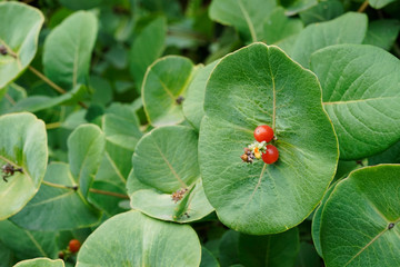Lonicera caprifolium, the Italian woodbine, perfoliate honeysuckle, goat-leaf honeysuckle.  Inedible berries. - obrazy, fototapety, plakaty