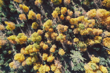 Fototapeta na wymiar Top down view of a forest in autumn colors