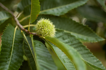 Edible chestnut in its prickly shell, fallen from the tree to the ground or still hanging from the chestnut tree.