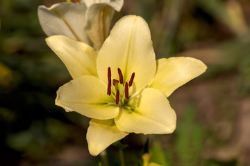 Yellow lily in the garden, close-up. One flower is yellow lily. Blurred background. Copy space. Suitable for catalog. Place for text.