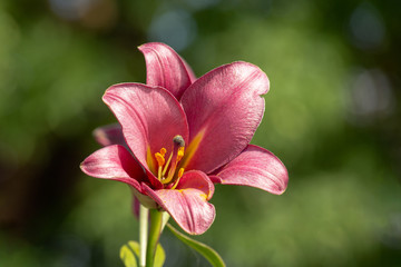 Pink-lilac lily in the garden, close-up. Single lily flower mauve. Blurred background. Copy space. Suitable for the catalog. Place for text.