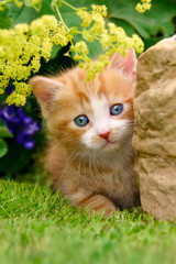 Baby kitten beside a rock in a flowery garden 