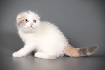Scottish fold shorthair cat on colored backgrounds