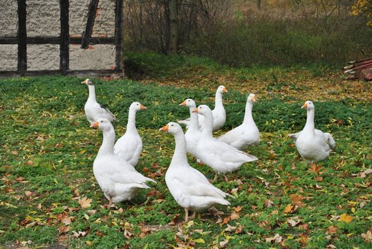 Fototapeta Gęsi