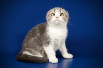 Fototapeta na wymiar Scottish fold shorthair cat on colored backgrounds