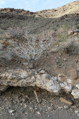 Roots and hardpan layer in desert